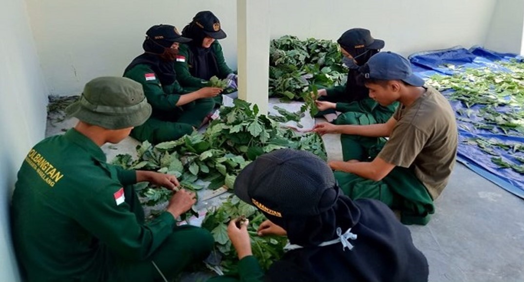 Mahasiswa Polbangtan YOMA Panen Daun Dewa untuk Obat Herbal